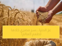 كيف استخدمت مصر سلاحًا سريًا لتتخطى أكبر أزمة غذائية وتصبح رقم 2 عالميًا؟ الـ19.56 إردب/فدان هو سر انتصارها.