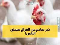 عاجل: الأسعار تنفجر اليوم.. صدمة جديدة في أسعار الدواجن تتجاوز 100 جنيه للكيلو - هل يستمر الارتفاع؟