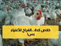 عاجل: أسعار الفراخ تتجاوز 120 جنيهاً للمستهلك.. بورصة الدواجن تشهد قفزة صادمة والجميع يبحث عن بدائل!