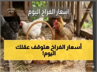 عاجل: استقرار مفاجئ في أسعار الدواجن اليوم.. الفراخ البيضاء 96 جنيهاً والبلدي 120 جنيهاً - هل تستمر الأسعار؟