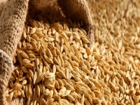 تحديث عاجل: استقرار أسعار الأرز الشعير والأبيض اليوم 28 أبريل… إليكم الجدول الكامل للطن والكيلو!