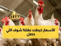 عاجل: أسعار الدواجن اليوم تكشف مفاجآت صادمة للمستهلكين والتجار - ماذا حدث للبروتين الحيواني في مصر؟