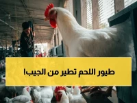 انفجار أسعار الدواجن: جنيهات تخرج من جيبك.. هل تصبح الرغيف والفرخة "شطارة"؟