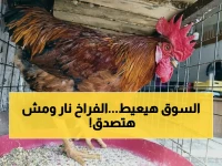 أرقام صادمة: أسعار الدواجن تنفجر اليوم.. ارتفاعات لم يشهدها السوق منذ سنوات!  #عاجل