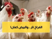 عاجل: أسعار الدواجن تنفجر.. الفراخ تتجاوز 100 جنيه للمستهلك مباشرة - وأسعار البيض تُربك المواطنين اليوم!