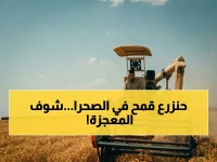 عاجل: مصر تحقق إنجازاً عالي ملوحة… 8000 جزء في المليون ينتج قمحاً في الصحراء!