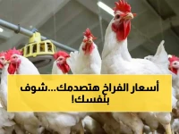 عاجل: أسعار الفراخ اليوم تنفجر! هل هي فرصة تاريخية؟ الأسعار المباشرة من بورصة الدواجن بعد آخر تحديث!