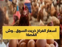 عاجل: أسعار الدواجن اليوم في مصر تشهد انهياراً مفاجئاً... بيضة الفراخ البيضاء بسعر جنوني!