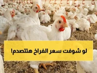 أرقام صادمة لملايين المصريين: سعر الفراخ اليوم - استقرار نسبي لكن أسعار النقل تخلق تبايناً خطراً في محافظاتك!