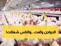 عاجل: الدواجن تغلي مجدداً! ارتفاع صادم يصل لـ107 جنيهات في مصر اليوم... هل وصلت للحد الأقصى؟