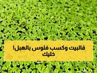 صادم: هذا النبات يكسب المصريين أرباحاً تفوق تكلفته بـ 300%.. أسرار الأزولا التي يخفونها عنك!