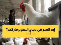 لا تشتري الدجاج قبل أن تعرف السر الذي تخفيه الأسواق... هكذا كشفت وزارة التموين أن تكلفته الحقيقية لا تتعدى 70 جنيهاً