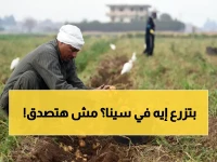 رسمياً.. مصر تعلن عن المفاجأة الكبرى من قلب سيناء! محصول عالمي سيوفر مليارات الدولارات وينهي أزمة كبرى!