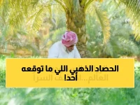إنجاز تاريخي.. مزارعون سعوديون ينجحون في زراعة محصول ثمين سيدفع الاقتصاد السعودي إلى العالمية! (صورة)