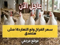 عاجل: أسعار الدواجن تنفجر اليوم! الفراخ البيضاء 105 جنيهًا والسعر الحقيقي يكشف مفاجأة صادمة... شاهد التفاصيل