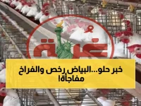 عاجل: استقرار أسعار الدواجن في مصر اليوم... هبوط البيض والفراخ البلدي يصل 140 جنيهًا للمستهلك