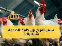 عاجل: سعر الفراخ اليوم الأحد 3 مايو 2026… شاهد الأسعار الحقيقية (الأبيض والساسو والبلدي) والأسعار تنخطف 100 جنيه للمستهلك!