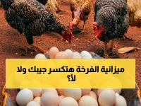 عاجل: أسعار الدواجن والبيض اليوم تحددها بورصة مصر - الفراخ البيضاء بين 93 و105 جنيه للكيلو... هل ستستمر حالة الاستقرار النسبي؟