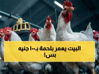 عاجل: أسعار الدواجن تنهار اليوم… الفراخ البيضاء تصل 100 جنيه فقط! الأبيض والساسو والبلدي بالتفصيل