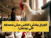 عاجل: انهيار أسعار الدواجن في مصر يصل إلى 25%.. خبراء يحذرون: فائض إنتاج كارثي وأسعار تقل عن التكلفة!