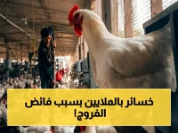 كارثة العدد الزائد: كيف يكشف خبر السلطة عن فائض 25% يهدد قطاع الدواجن؟
