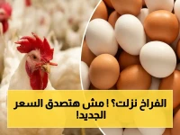 عاجل: أسعار الدواجن اليوم تتحدى التوقعات… الفراخ البيضاء بـ 101 جنيه فقط؟!