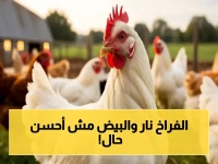 عاجل: بورصة الدواجن تنشر أسعار اليوم… الفراخ البيضاء بين 80 و101 جنيها والبيض الأحمر يصل لـ170 جنيها!