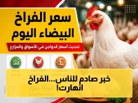 تخفيضات مفاجئة في أسعار الفراخ اليوم 5 مايو 2026.. تعرف على الأنواع التي انهارت سعرها وكم ستوفر قبل الشراء!