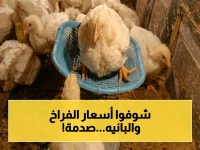 عاجل: أسعار البانيه تقارب 240 جنيهًا… الفراخ البيضاء بين 99 و101 في السوق - توقعات بتغيرات طفيفة خلال الأيام المقبلة!