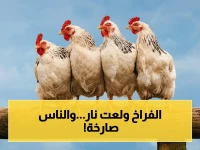 صرخة جديدة في الأسواق: أسعار الفراخ تقفز بين 90 و110 جنيه.. وبعض الأجزاء تصل لـ240 جنيه للكيلو!