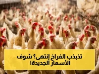 عاجل: انتهاء تذبذب الدواجن.. أسعار اليوم النهائية للمستهلك (100 إلى 130 جنيه) وأهم نصيحة لتجنب الغلاء!