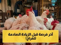 عاجل: أسعار الدواجن والبيض اليوم في مصر.. هل هذه هي الفرصة الأخيرة للشراء قبل تغيير جديد؟