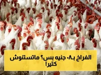 عاجل: انهيار أسعار الدواجن بمصر يصل إلى 80 جنيهًا فقط للكيلو! خبراء يحذرون: قد تعود للارتفاع فجأة بسبب تصدير للخليج