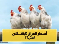عاجل: بورصة الدواجن اليوم تثبت الأسعار.. هل يهدد هذا الاستقرار مواطنين مصر قبل الأعياد؟ إليكم التفاصيل الكاملة
