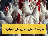 شاهد: أسعار الدواجن في مصر اليوم الخميس 7 مايو 2026… الرقم الذي يبحث عنه كل بيت!