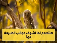 صور مذهلة تكشف أسرار المملكة البيئية… شاهدوا عجائب الطبيعة التي لم تخطر على بالكم!
