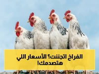العاجل: أسعار الفراخ اليوم تضرب أرقاماً صادمة.. شاهد سعر الكيلو في بورصة الدواجن قبل أن تتغير!