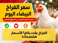 عاجل: أسعار صادمة للفراخ اليوم في الأسواق… هل تستطيع شراء كيلو البيضاء؟ التفاصيل والأرقام الكاملة!