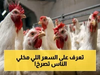 عاجل: أسعار الفراخ في مصر اليوم تُسجل أرقاماً صادمة… البلدي 118 جنيهاً والبانيه 101 جنيه! التفاوت بين المحافظات يصل لـ 20%