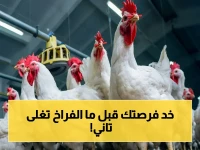 توقعات صادمة: أسعار الدواجن في مصر قد تنخفض 20% خلال أيام… هل هذه آخر فرصة لشرائها قبل العيد؟
