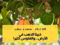 عاجل: الكنز المدفون في مصر... محصول واحد يحقق أرباحاً خيالية ويغير خريطة الاقتصاد الزراعي!