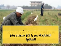 أثمن من البترول! زراعة محصول استراتيجي في سيناء يدر مليارات الدولارات على الدولة.. بشرى سارة للمصريين في 2026!