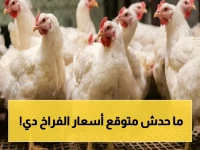 عاجل: المفاجأة الصادمة في أسعار الدواجن اليوم… الفراخ البيضاء تهبط إلى 88 جنيهًا فقط! هل هذه آخر فرصة للشراء؟