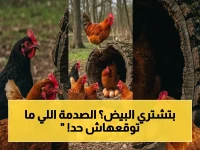 عاجل: كارثة التجار! كرتونة البيض تقترب من 90 جنيهًا رسميًا… هذه الأسباب الصادمة للانهيار غير المتوقع