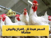 عاجل: بورصة الدواجن تسجل انخفاضاً صادماً اليوم.. أسعار الفراخ البيضاء تتراجع إلى 88 جنيهاً بينما البيض يستقر - المستهلكون في حالة ترقب!