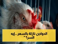 بشرى مالية للمواطنين: الغرفة التجارية تكشف سر انخفاض أسعار الدواجن 10% قبل الأضحى… حقيقة الفيديو المرعب!
