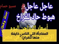 عاجل: أسعار الفراخ اليوم تصل لـ110 جنيه.. هل ترتفع أكثر؟