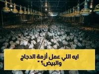 عاجل: انهيار أسعار الدجاج والبيض يصل لأدنى مستوى في التاريخ… المزارعون يصرخون والخبراء يحذرون!