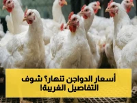 عاجل: بورصة الدواجن في مصر تسجل انخفاض صادم - أسعار الفراخ البيضاء تنهار إلى 83 جنيهًا والساسو 95 جنيهًا اليوم!