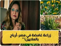 عاجل: مصر تخفي زراعة سرية تدرّ ملايين الدولارات… ماذا تعرف عن نبات القاطونة الذي يحول الصحراء إلى ثروة؟